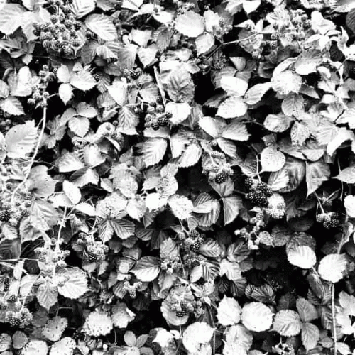 Striborg : Rubus Fruticosus Entanglement